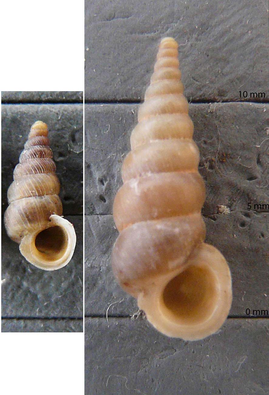 Il piu'' piccolo, il piu'' grande in Cochlostoma henricae